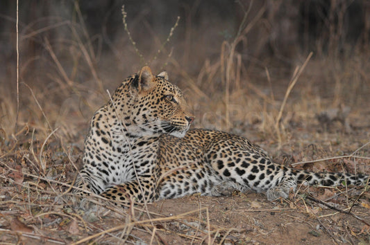 Looking back leopard