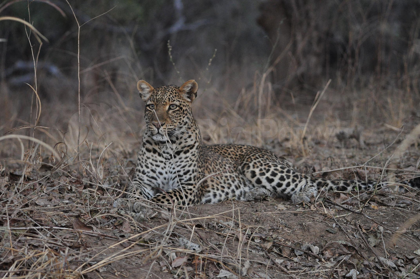 Lying leopard