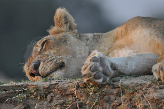 Lions lying