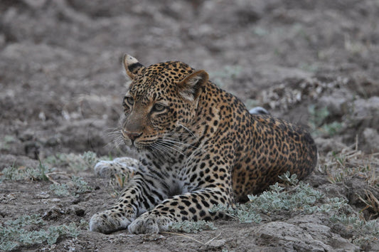 Male leopard in the dried up river bed