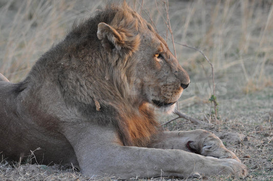 Male lion at sunset