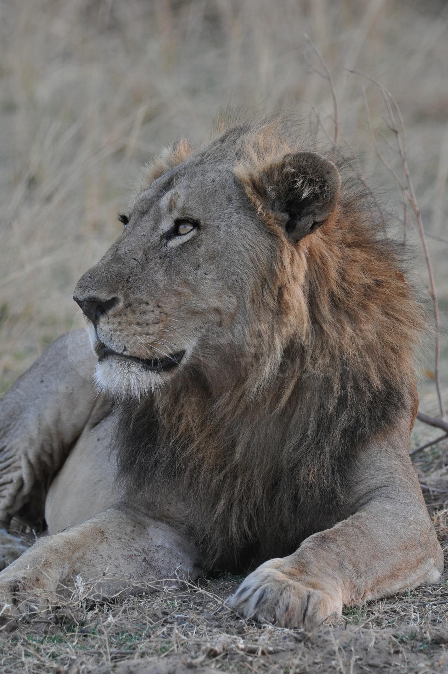 Male lion