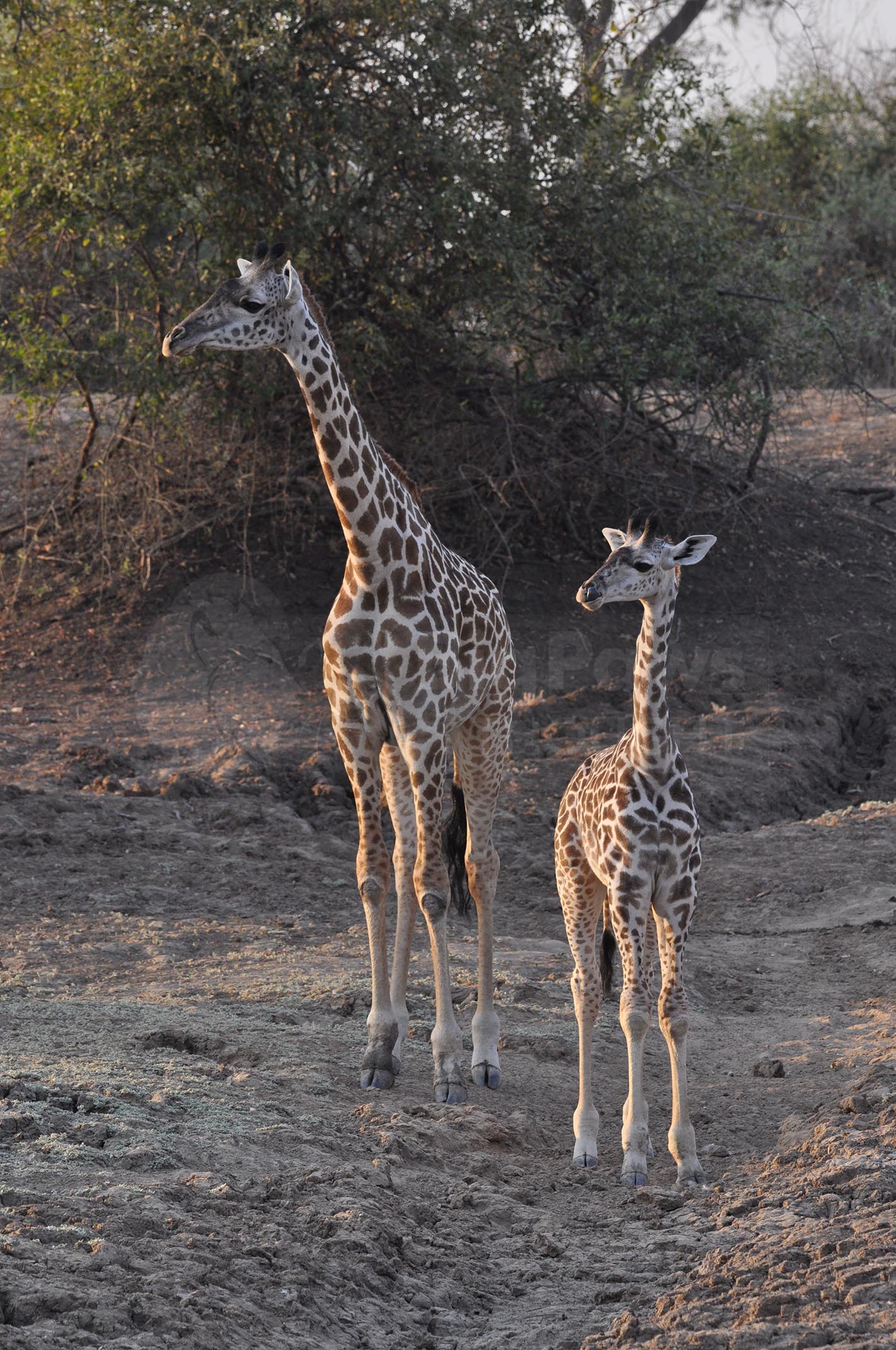 Mum and calf giraffes