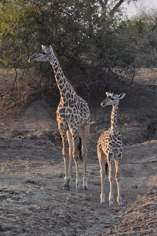 Mum and calf giraffes