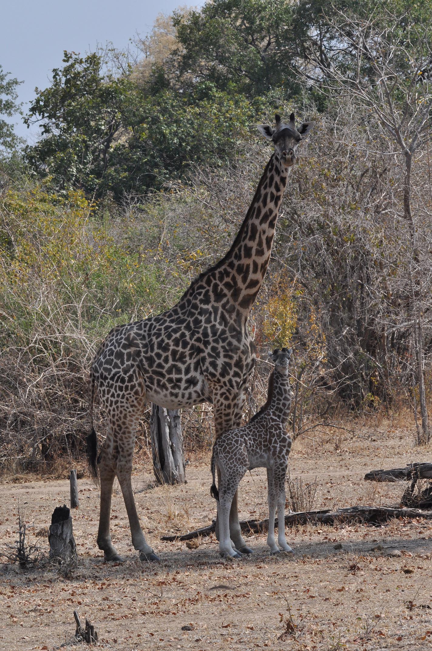 Mum and giraffe calf in shade