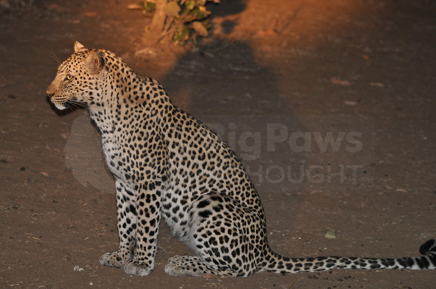 Night sitting leopard