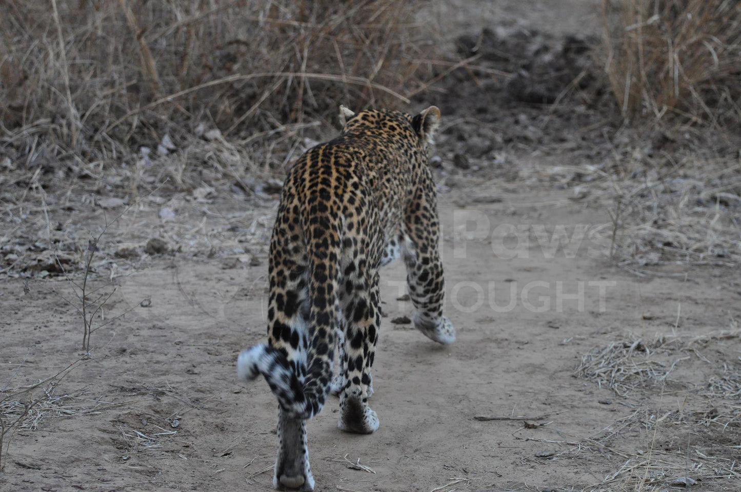 Leopard Boxed Presenter