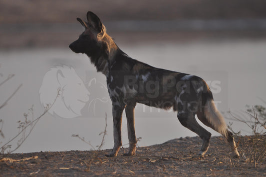 Painted dog