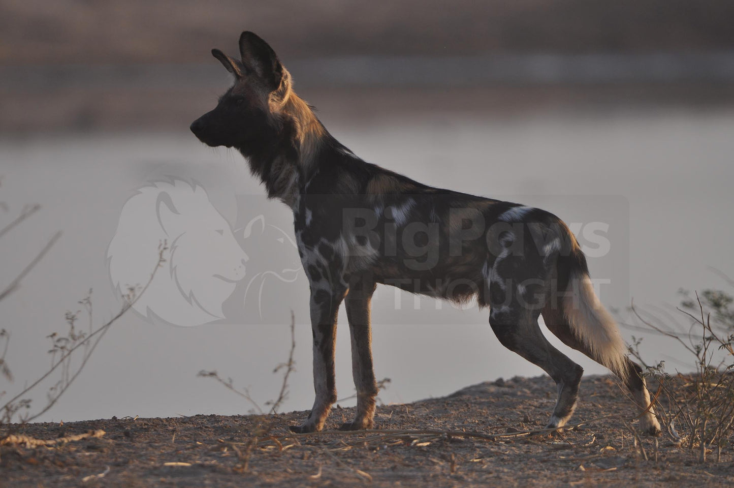 Wild Africa Boxed Presenter