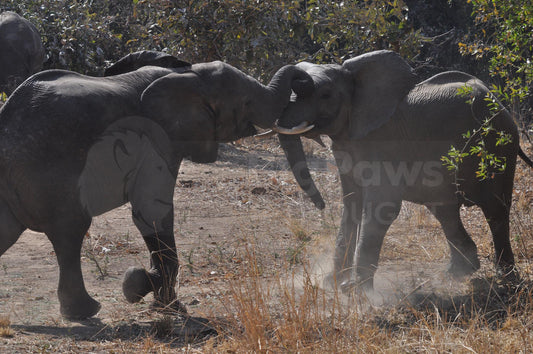 Play fighting elephants