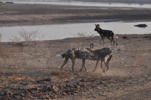 Playful painted dogs