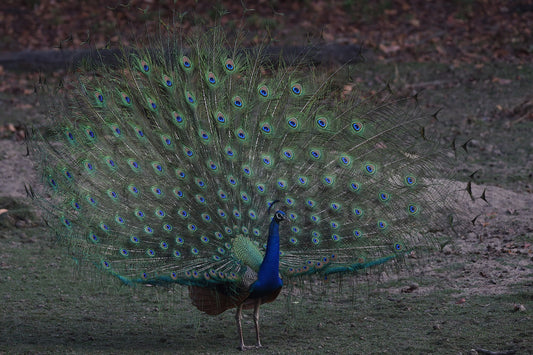 Peacock showing feathers 2