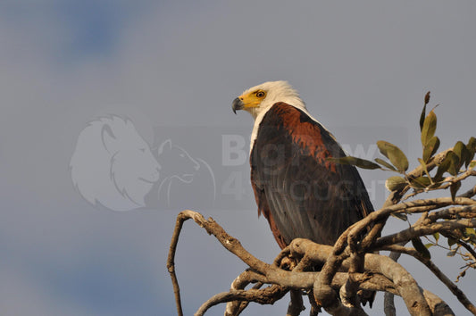 Sea eagle