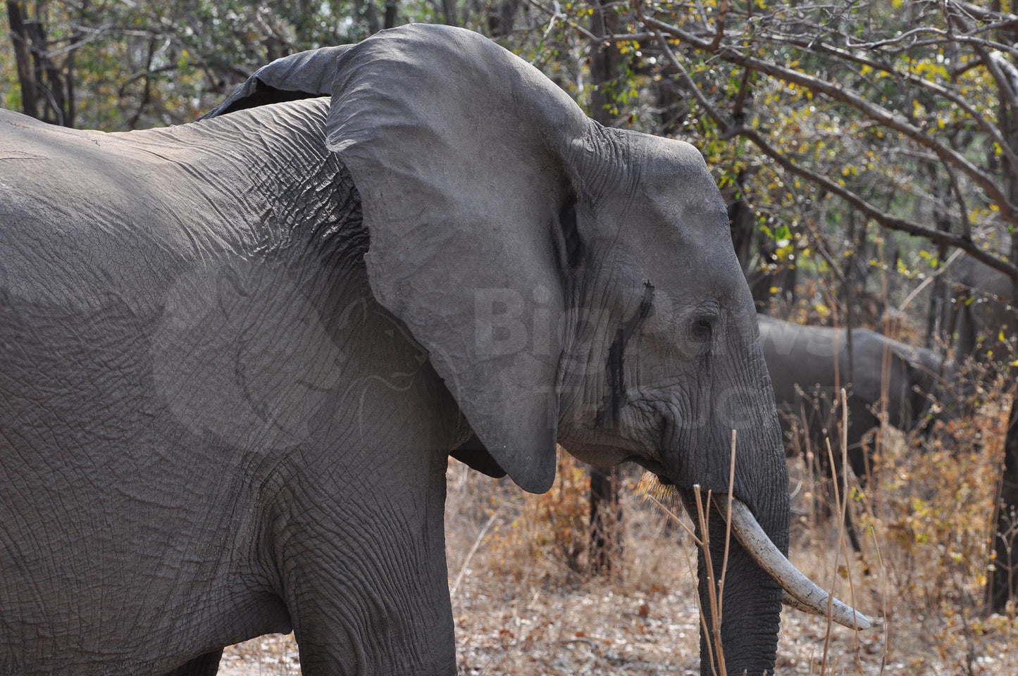 Elephant Boxed Presenter