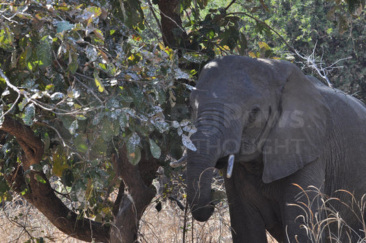 Shy elephant