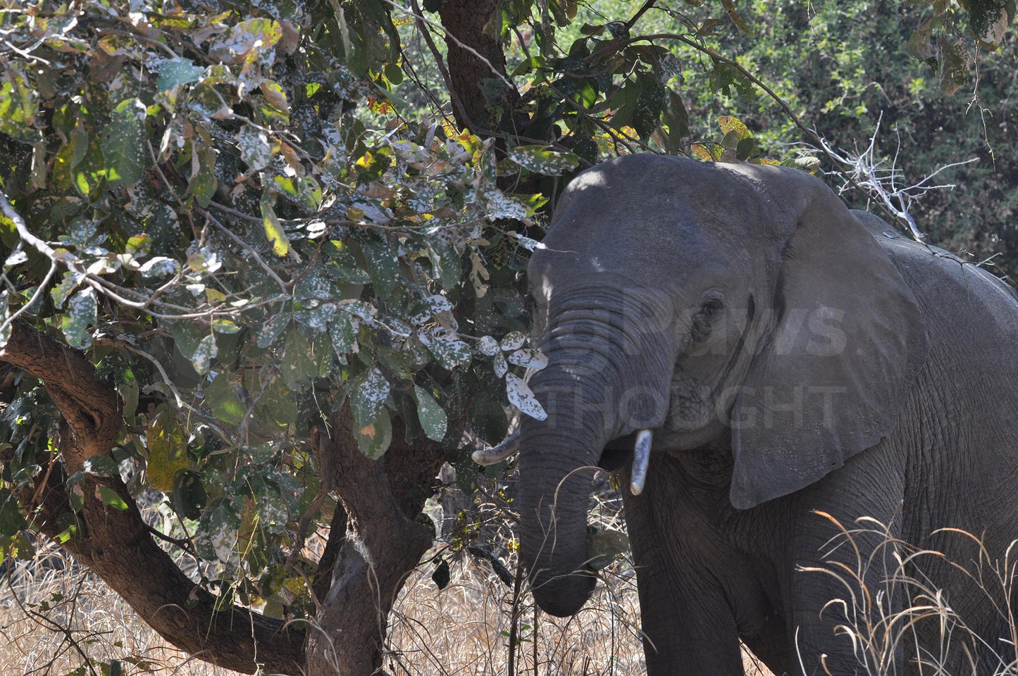 Elephant Boxed Presenter