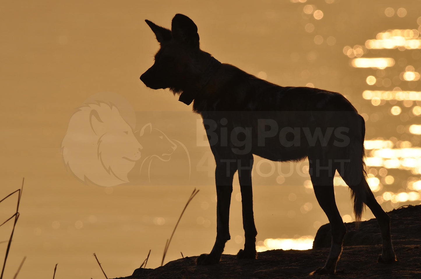 Silhouetted wild dog