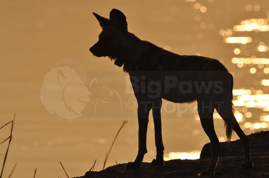 Silhouetted wild dog