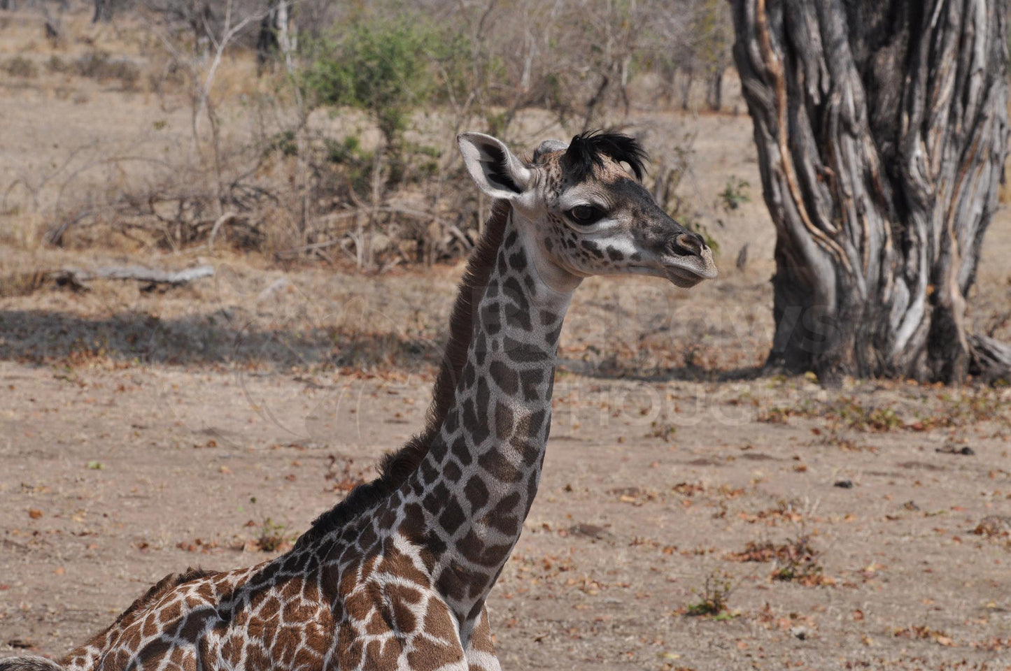 Sitting giraffe calf