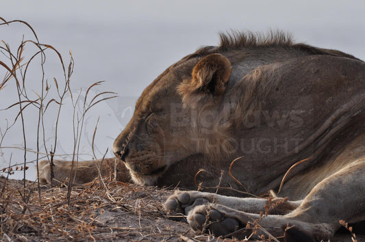 Sleeping juvenile