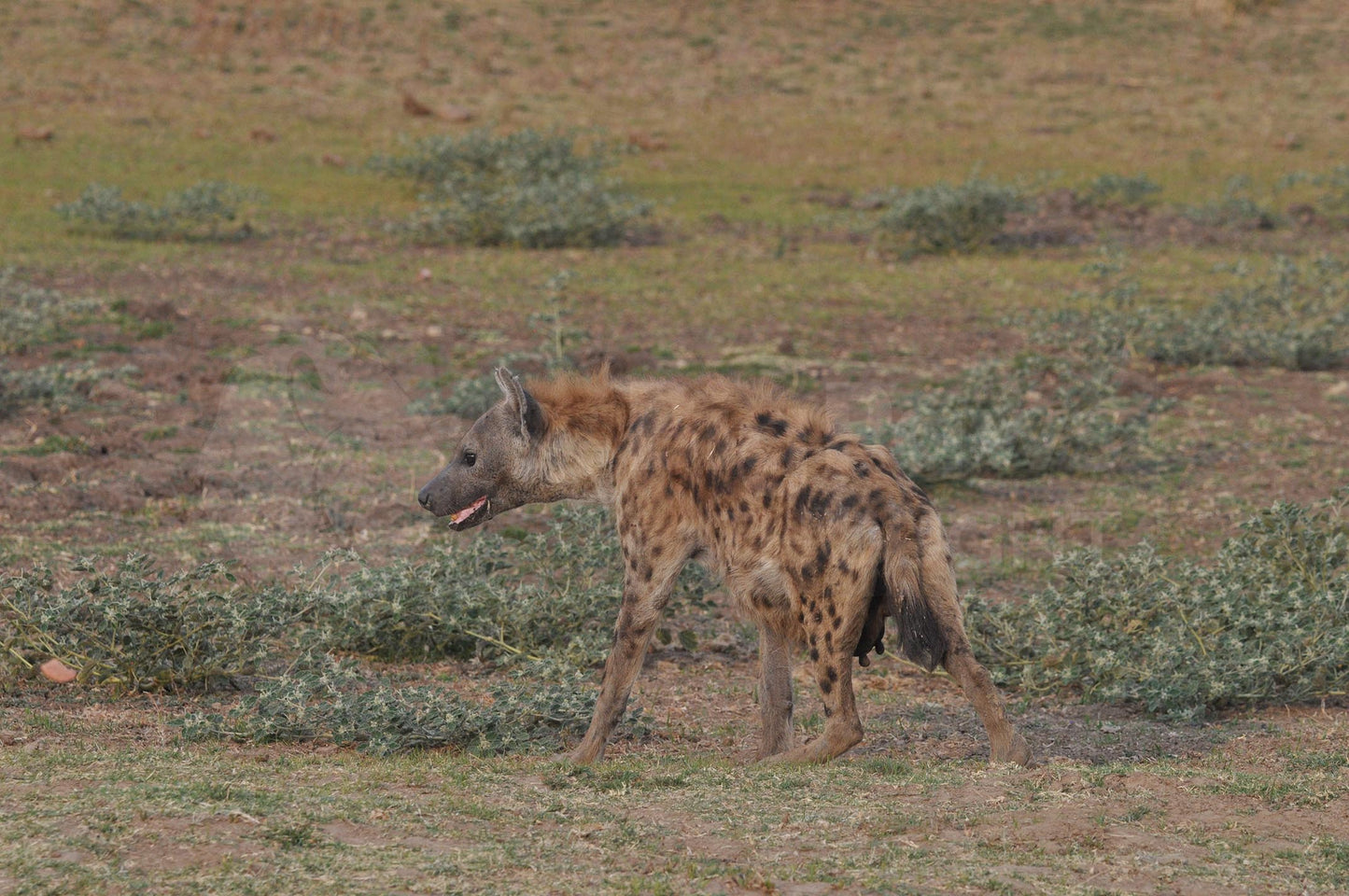 Spotted hyena