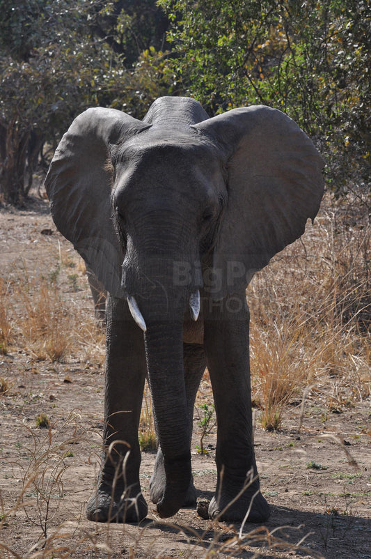 Standing elephant