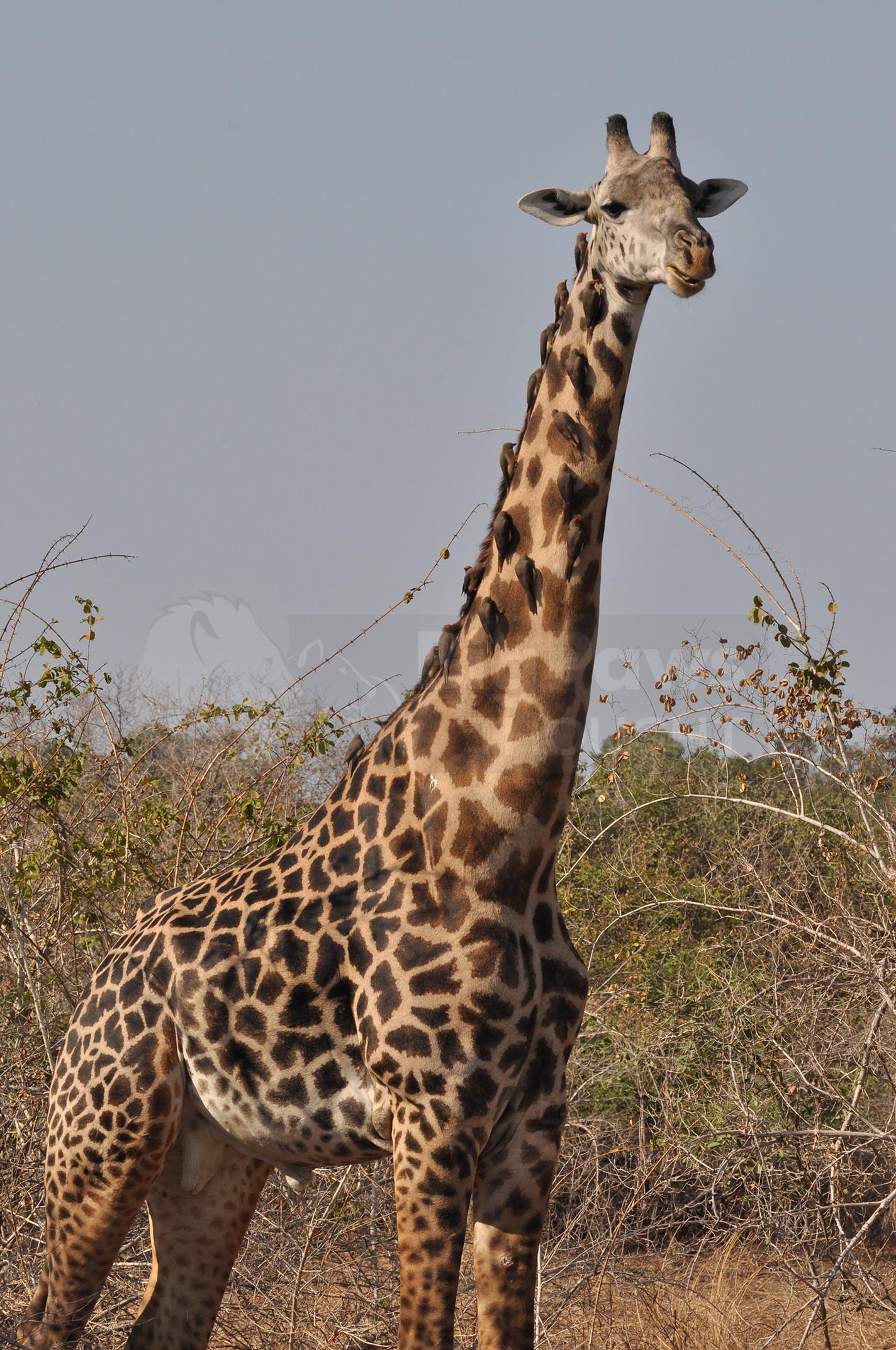 Standing giraffe