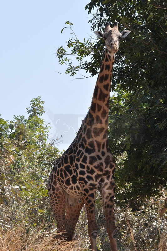 Stretching giraffe