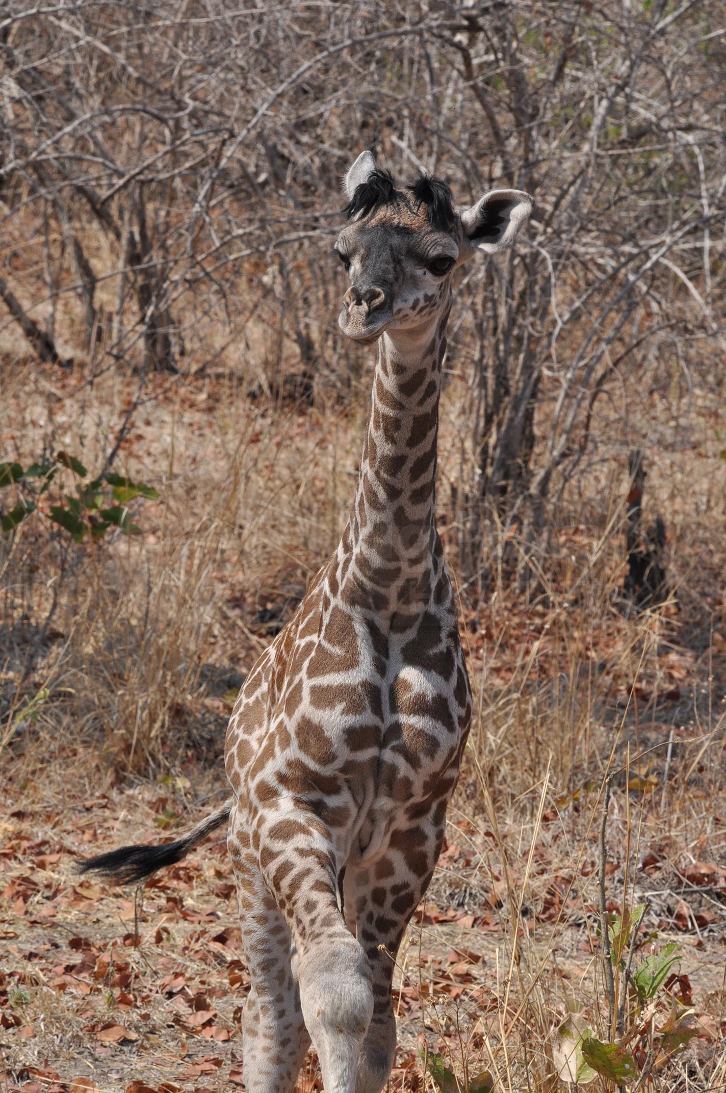 Giraffe Boxed Presenter