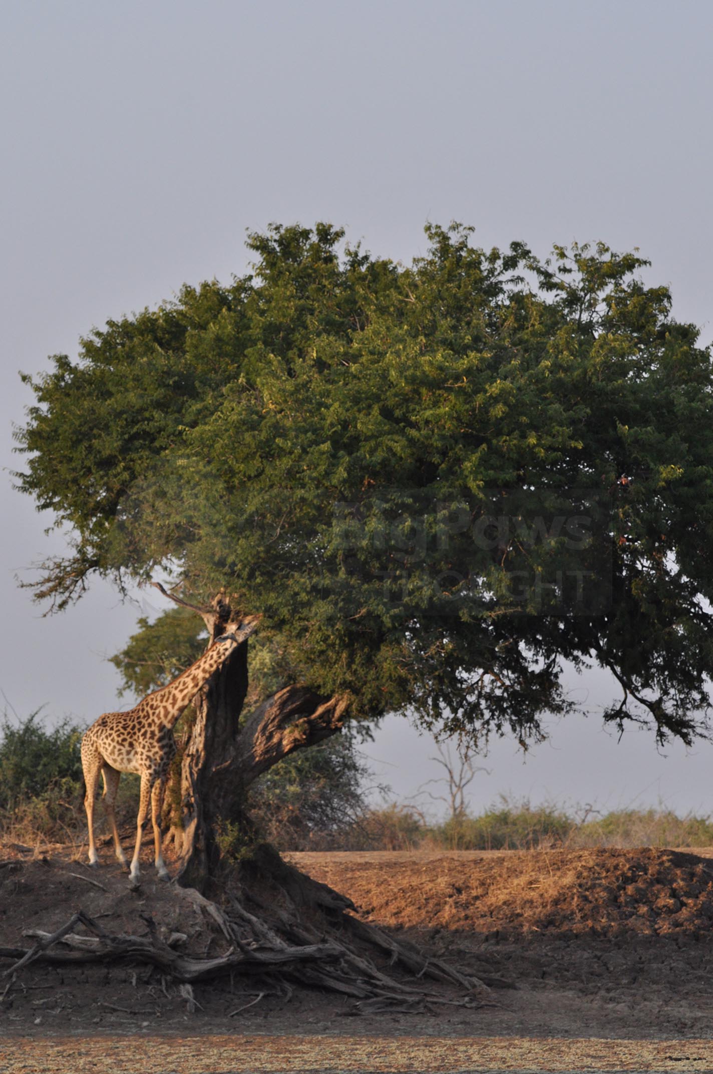 Teetering giraffe