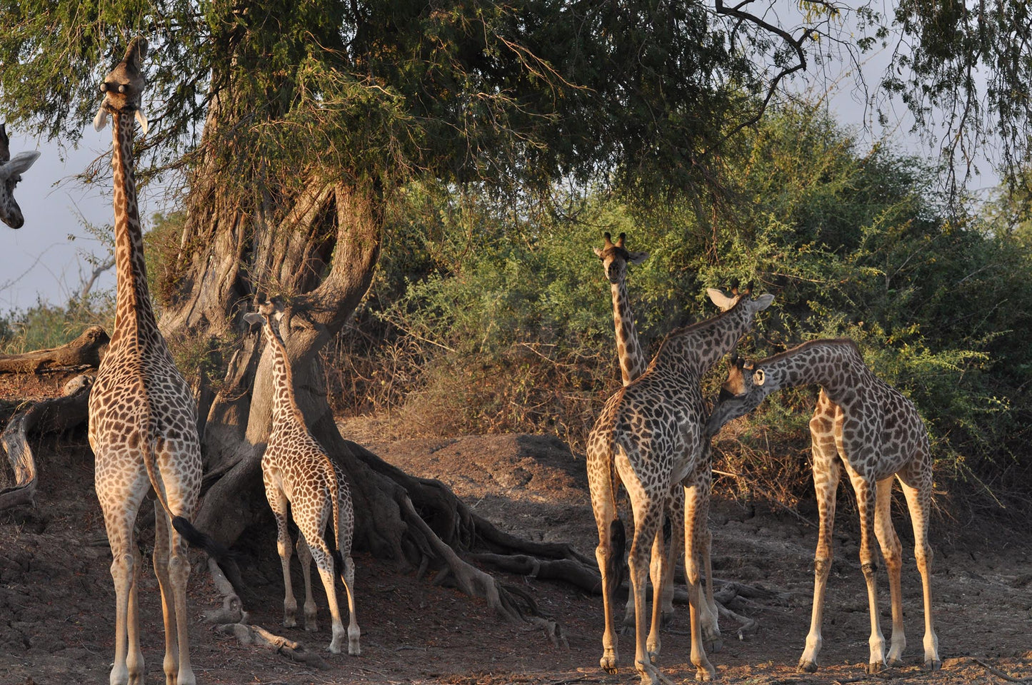 Tower of giraffes