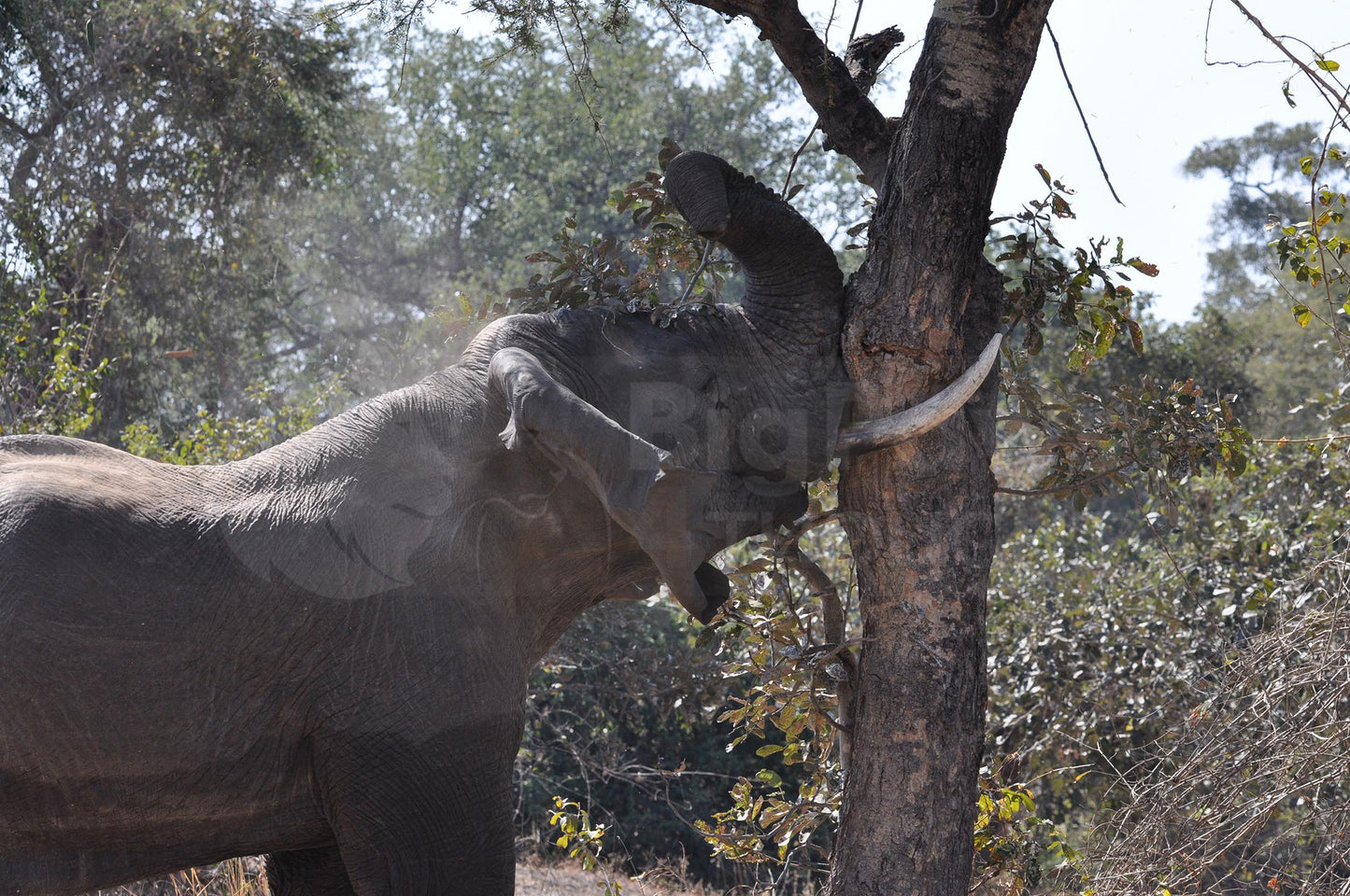 Elephant Boxed Presenter