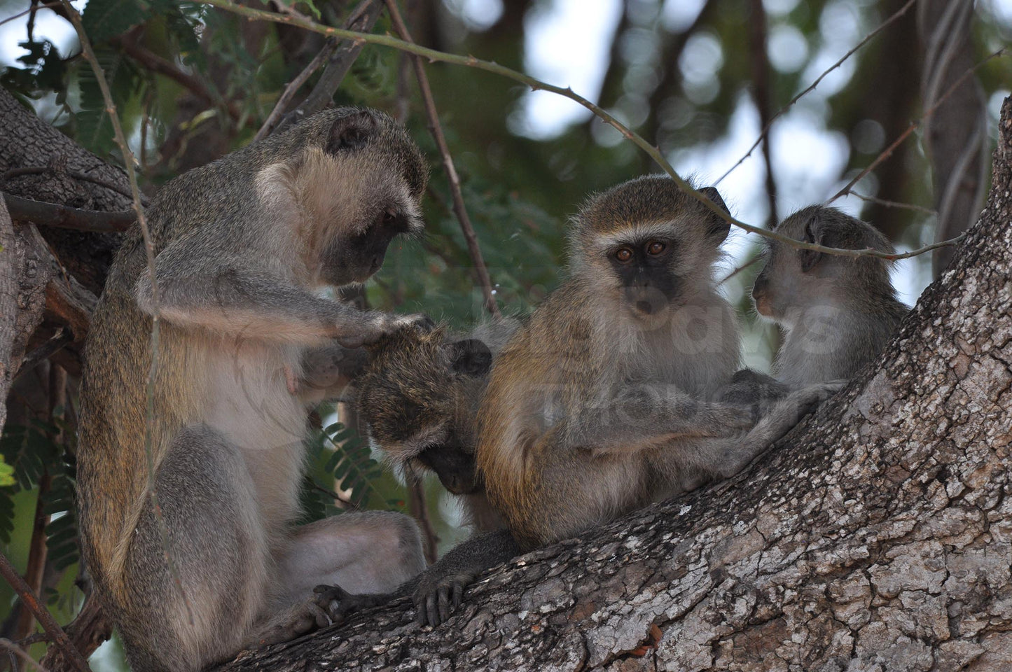 Vervet monkeys