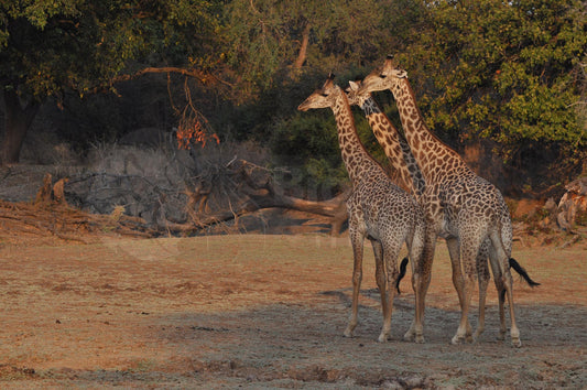 Viewing giraffes