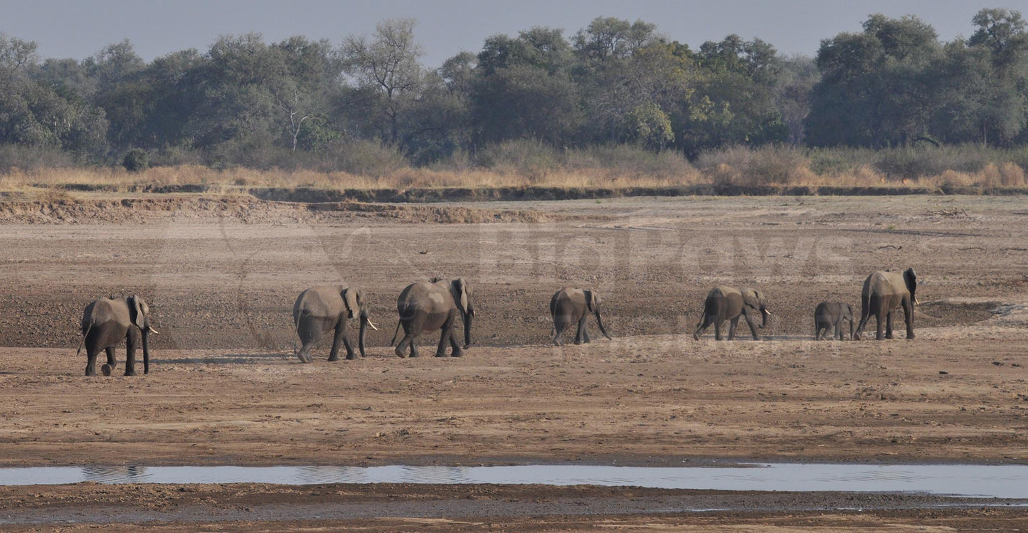 Walking elephants