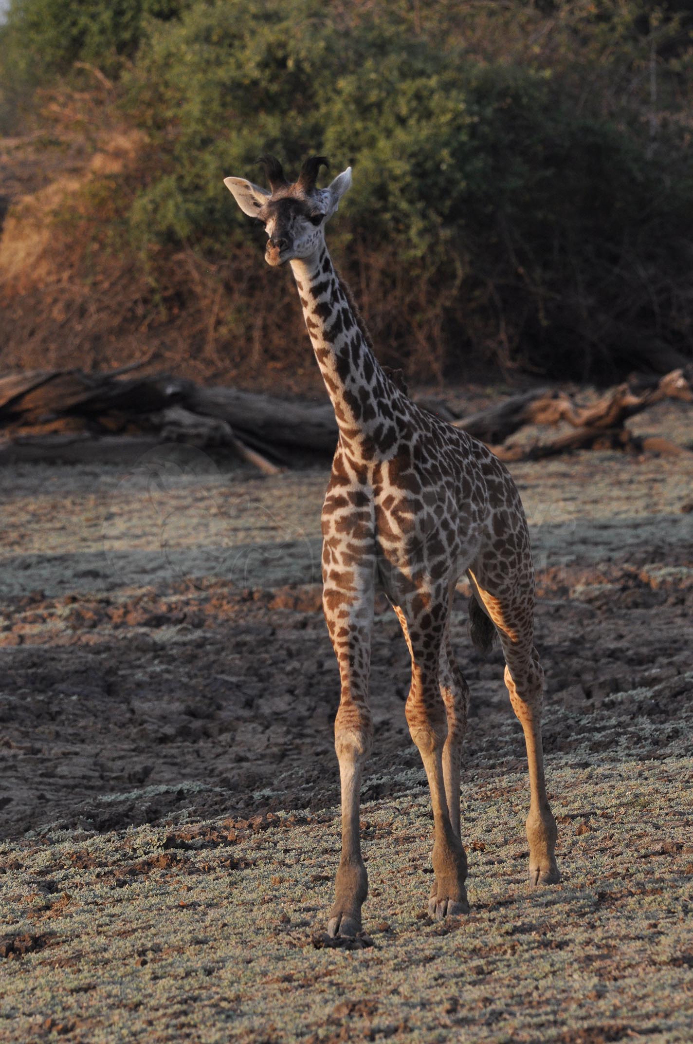 Walking giraffe calf