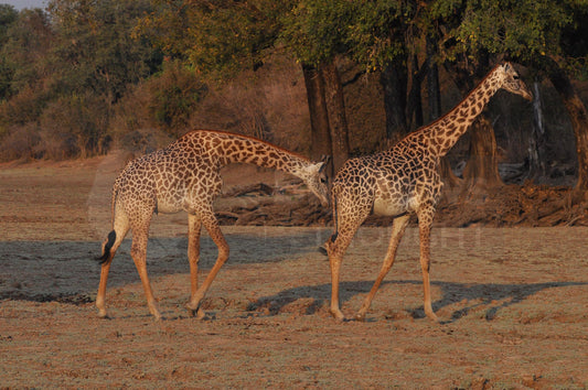 Walking giraffes