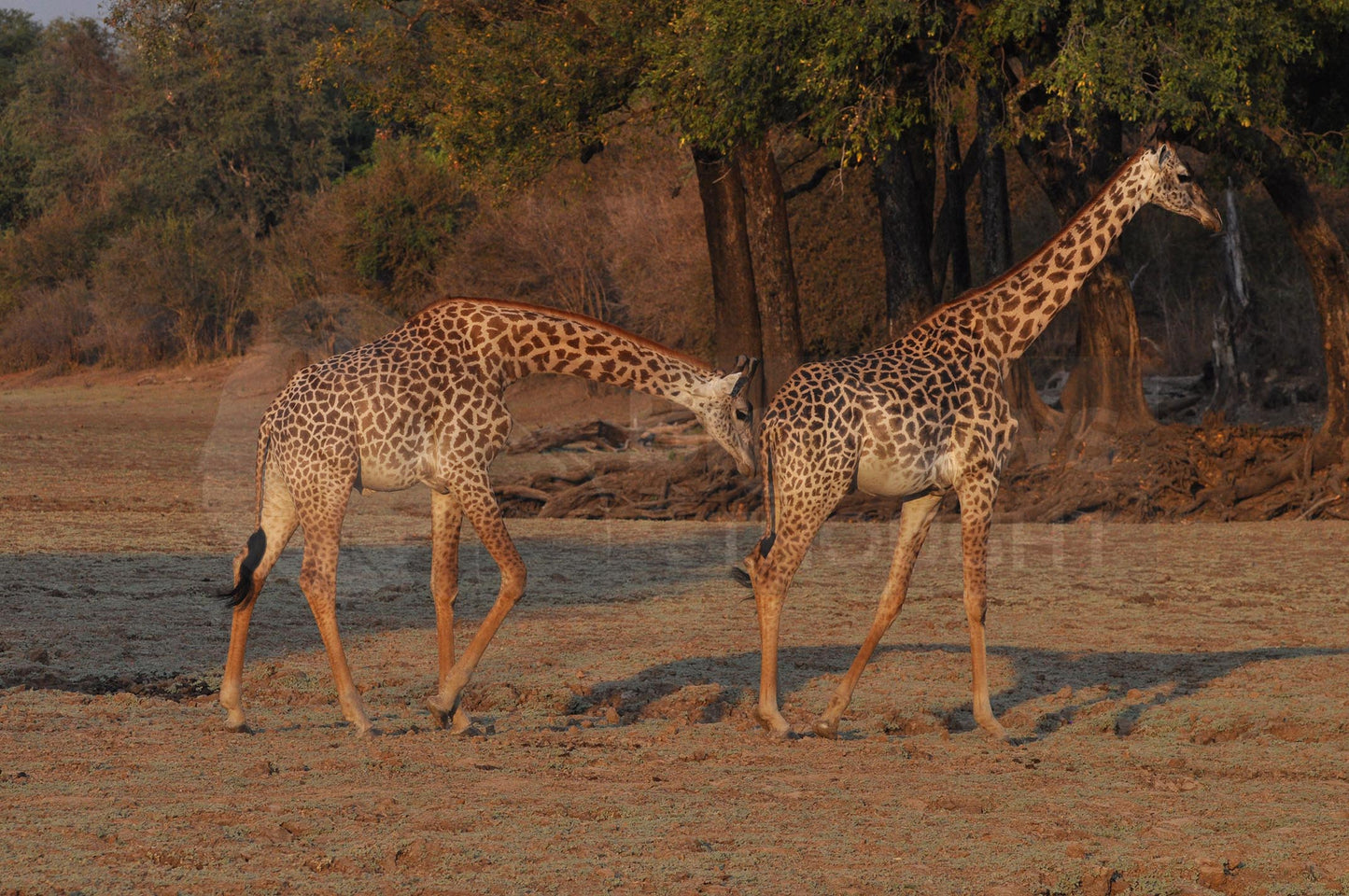 Giraffe Boxed Presenter