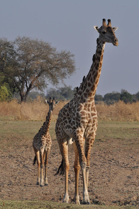 Walking mum and calf