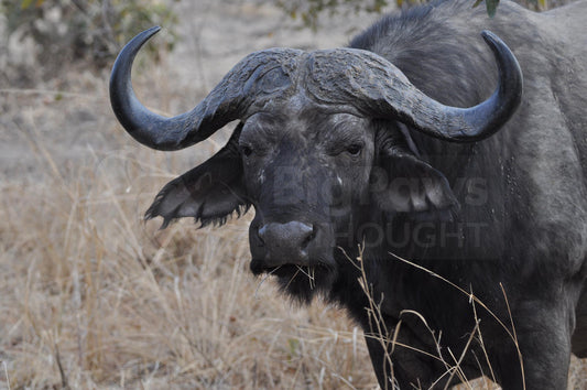 Water buffalo