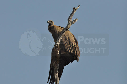 White-backed vulture