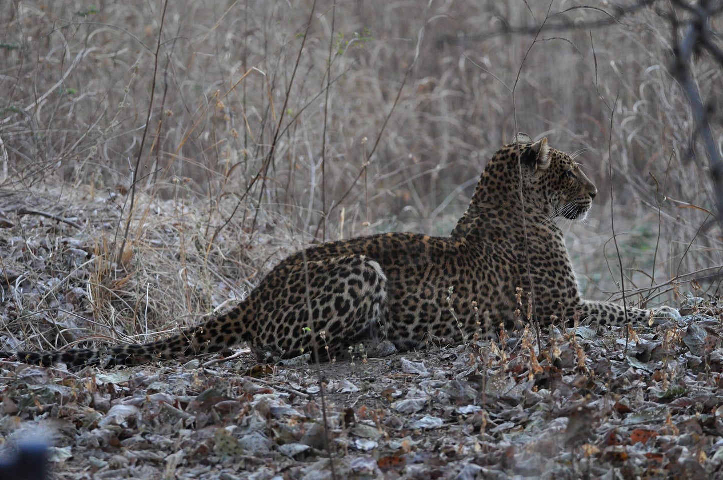 Young leopard watching out