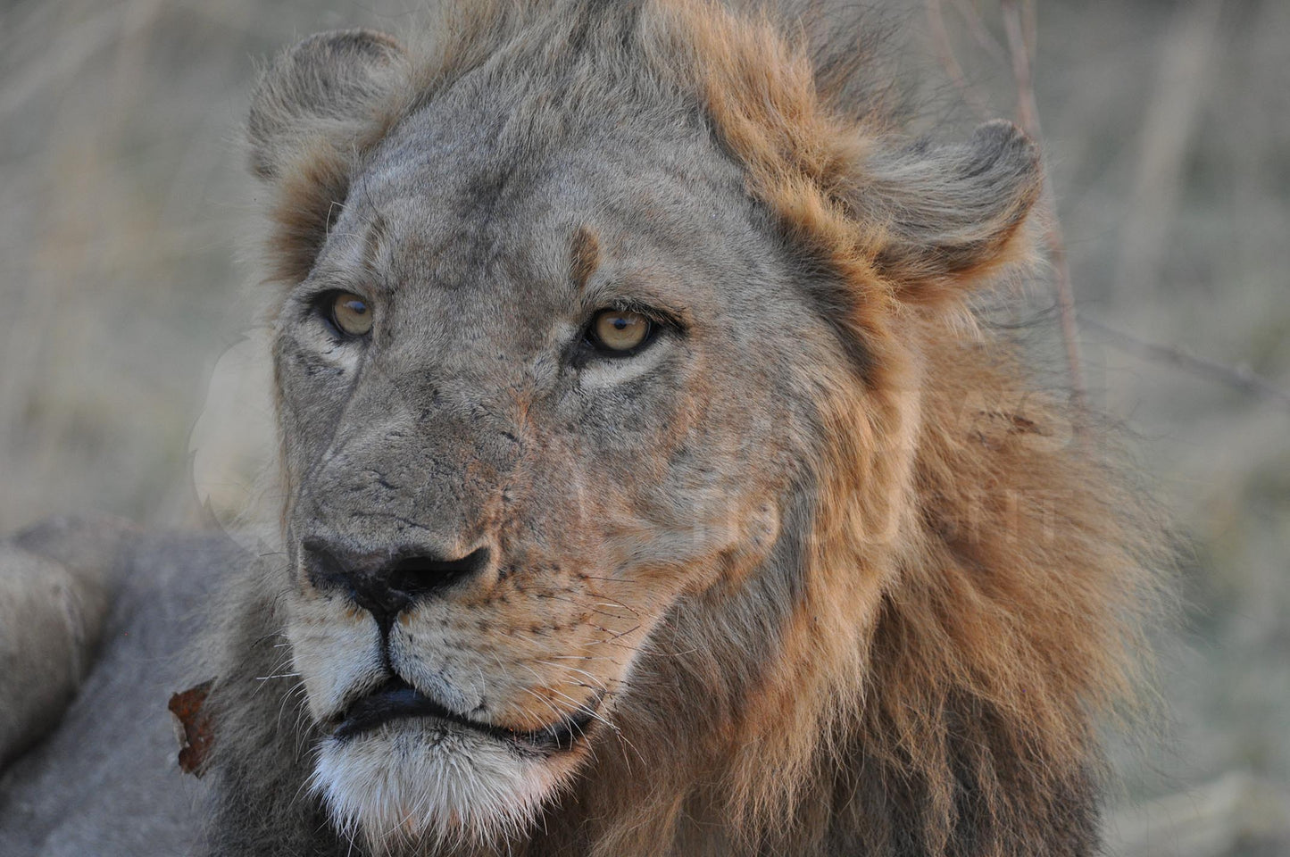 Young male head