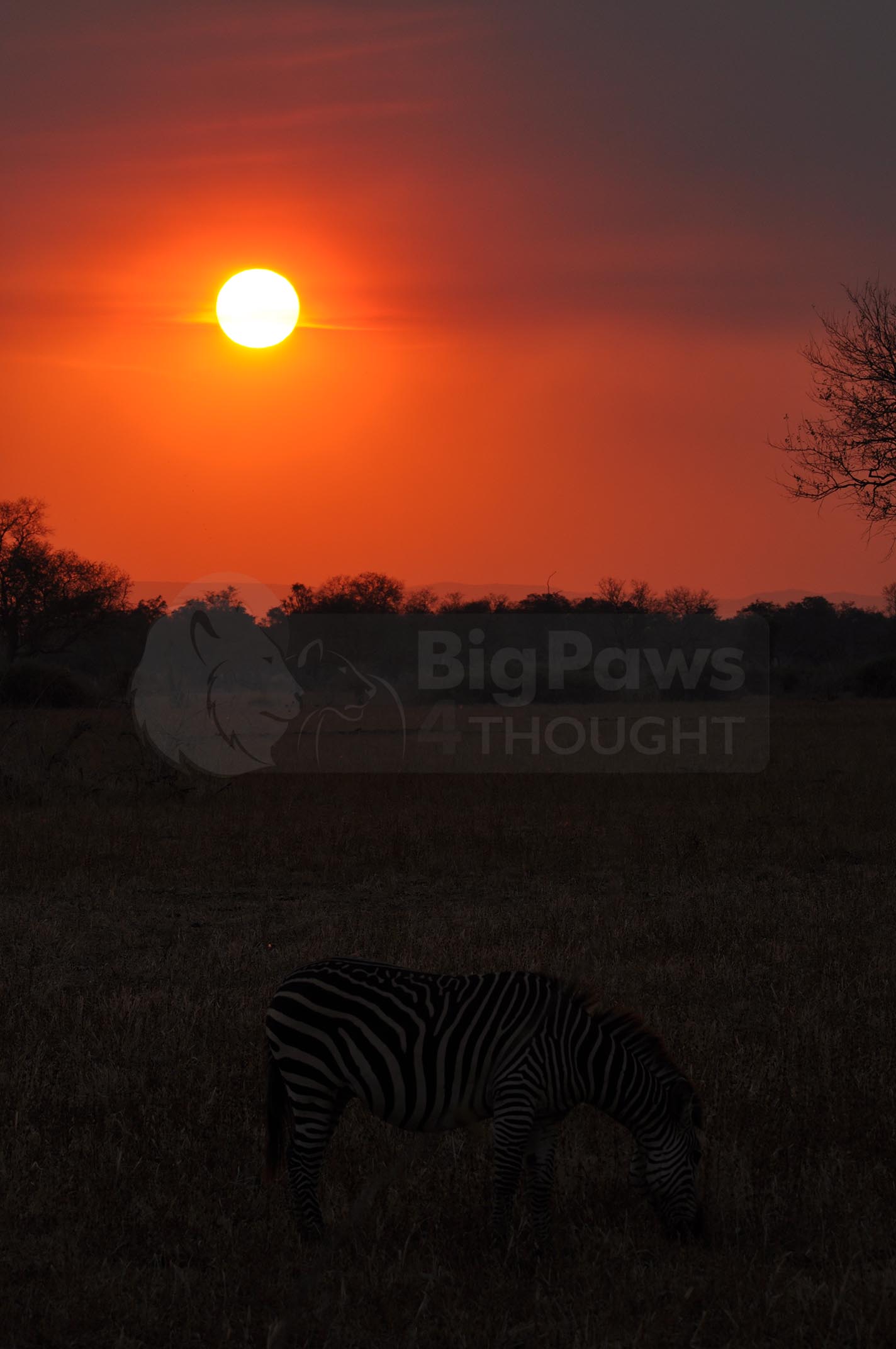 Young zebra