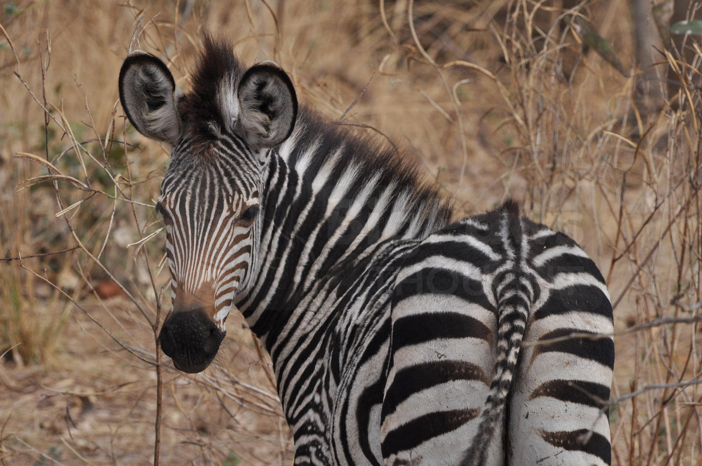 Zebra at sunset