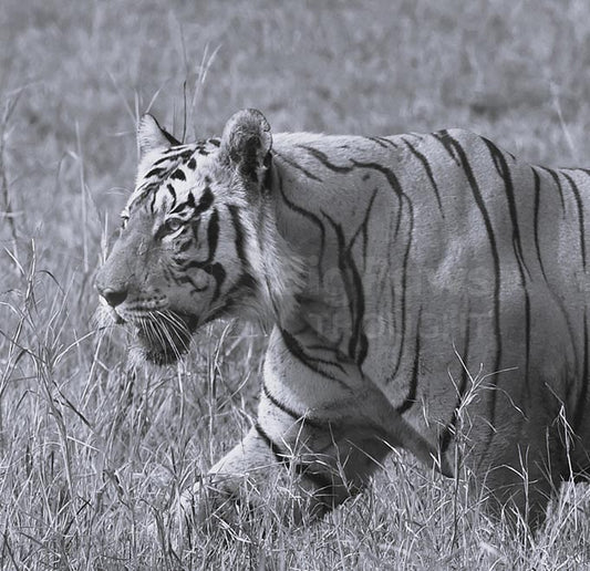 Black and White Tiger