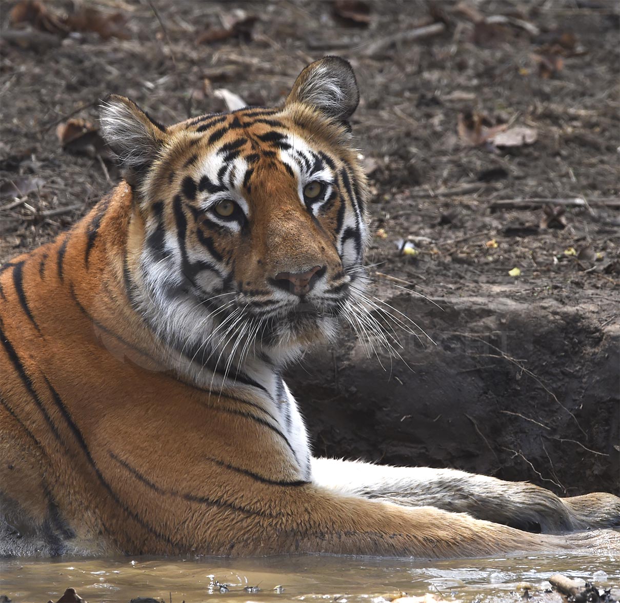 Colour Tiger Face