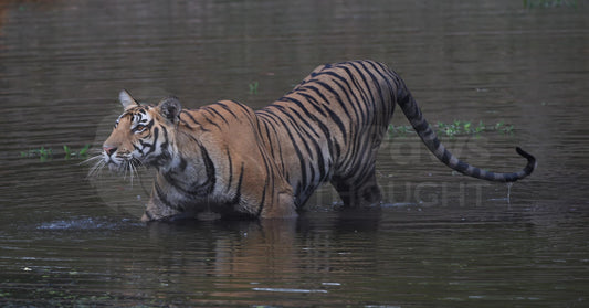 Tiger in Water