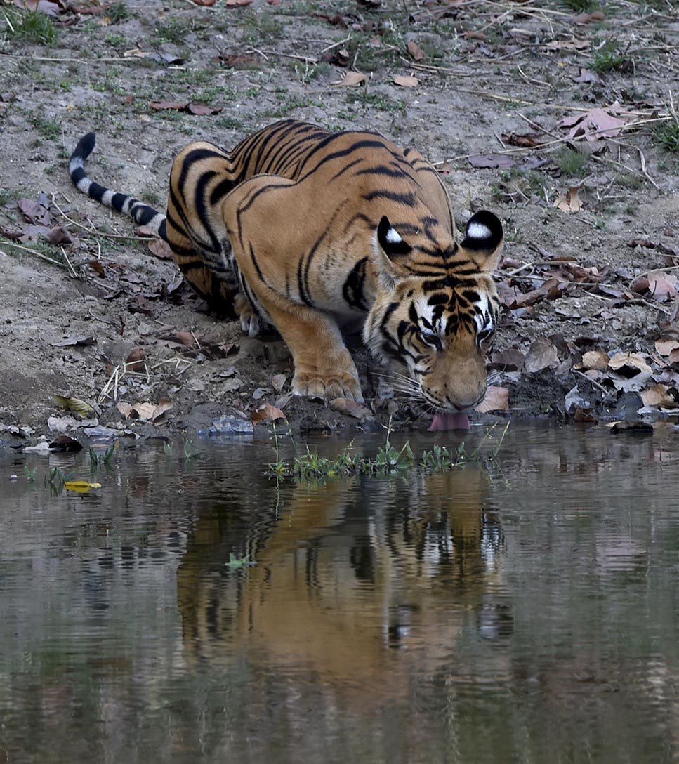 Drinking Tiger