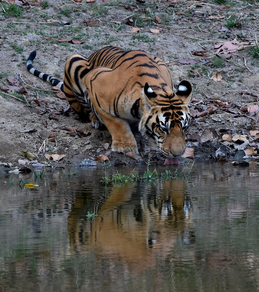 Drinking Tiger